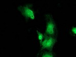 BEST3 Antibody in Immunocytochemistry (ICC/IF)