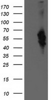 BEST3 Antibody in Western Blot (WB)