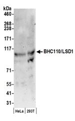 BHC110/LSD1 Antibody in Western Blot (WB)