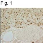 Mist1 Antibody in Immunohistochemistry (Paraffin) (IHC (P))