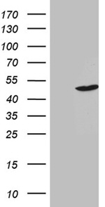 BHLHE40 Antibody in Western Blot (WB)