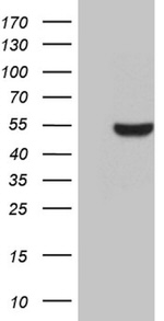 BHLHE40 Antibody in Western Blot (WB)