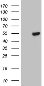 BHLHE40 Antibody in Western Blot (WB)