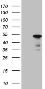 BHLHE40 Antibody in Western Blot (WB)