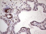 BHLHE41 Antibody in Immunohistochemistry (Paraffin) (IHC (P))