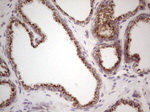 BHLHE41 Antibody in Immunohistochemistry (Paraffin) (IHC (P))