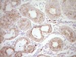 BHLHE41 Antibody in Immunohistochemistry (Paraffin) (IHC (P))