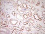 BHLHE41 Antibody in Immunohistochemistry (Paraffin) (IHC (P))