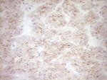 BHLHE41 Antibody in Immunohistochemistry (Paraffin) (IHC (P))