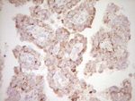 BHLHE41 Antibody in Immunohistochemistry (Paraffin) (IHC (P))