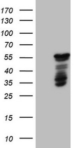 BHLHE41 Antibody in Western Blot (WB)