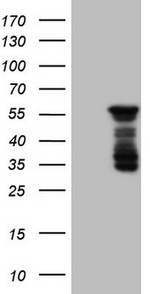 BHLHE41 Antibody in Western Blot (WB)