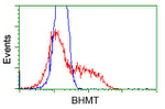 BHMT Antibody in Flow Cytometry (Flow)