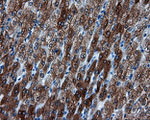 BHMT Antibody in Immunohistochemistry (Paraffin) (IHC (P))