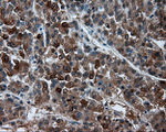 BHMT Antibody in Immunohistochemistry (Paraffin) (IHC (P))