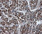 BHMT Antibody in Immunohistochemistry (Paraffin) (IHC (P))