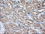 BHMT Antibody in Immunohistochemistry (Paraffin) (IHC (P))