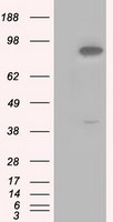 BHMT Antibody in Western Blot (WB)