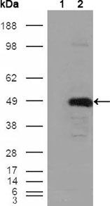 BHMT Antibody in Western Blot (WB)