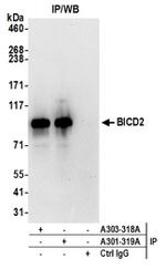 BICD2 Antibody in Western Blot (WB)