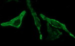 BID Antibody in Immunocytochemistry (ICC/IF)