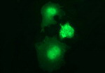 BID Antibody in Immunocytochemistry (ICC/IF)