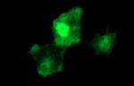 BID Antibody in Immunocytochemistry (ICC/IF)