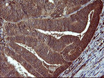 BID Antibody in Immunohistochemistry (Paraffin) (IHC (P))