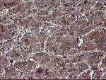 BID Antibody in Immunohistochemistry (Paraffin) (IHC (P))