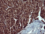 BID Antibody in Immunohistochemistry (Paraffin) (IHC (P))