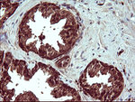 BID Antibody in Immunohistochemistry (Paraffin) (IHC (P))