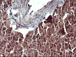 BID Antibody in Immunohistochemistry (Paraffin) (IHC (P))