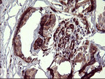 BID Antibody in Immunohistochemistry (Paraffin) (IHC (P))