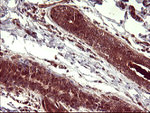 BID Antibody in Immunohistochemistry (Paraffin) (IHC (P))