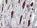 BID Antibody in Immunohistochemistry (Paraffin) (IHC (P))