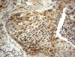 BID Antibody in Immunohistochemistry (Paraffin) (IHC (P))