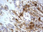 BID Antibody in Immunohistochemistry (Paraffin) (IHC (P))