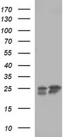 BID Antibody in Western Blot (WB)