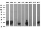 BID Antibody in Western Blot (WB)