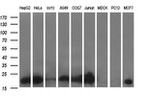 BID Antibody in Western Blot (WB)