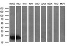 BID Antibody in Western Blot (WB)