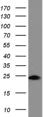 BID Antibody in Western Blot (WB)