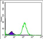 BID Antibody in Flow Cytometry (Flow)