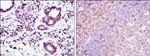 BID Antibody in Immunohistochemistry (Paraffin) (IHC (P))