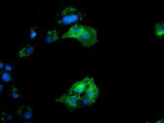 BIN3 Antibody in Immunocytochemistry (ICC/IF)