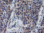 BIN3 Antibody in Immunohistochemistry (Paraffin) (IHC (P))