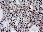 BIN3 Antibody in Immunohistochemistry (Paraffin) (IHC (P))