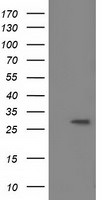 BIN3 Antibody in Western Blot (WB)