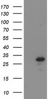 BIN3 Antibody in Western Blot (WB)