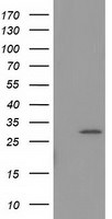 BIN3 Antibody in Western Blot (WB)